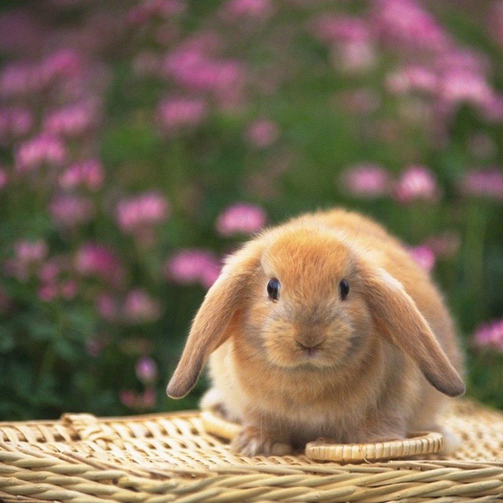 1024x1024 Cute Bunnies Wallpaper