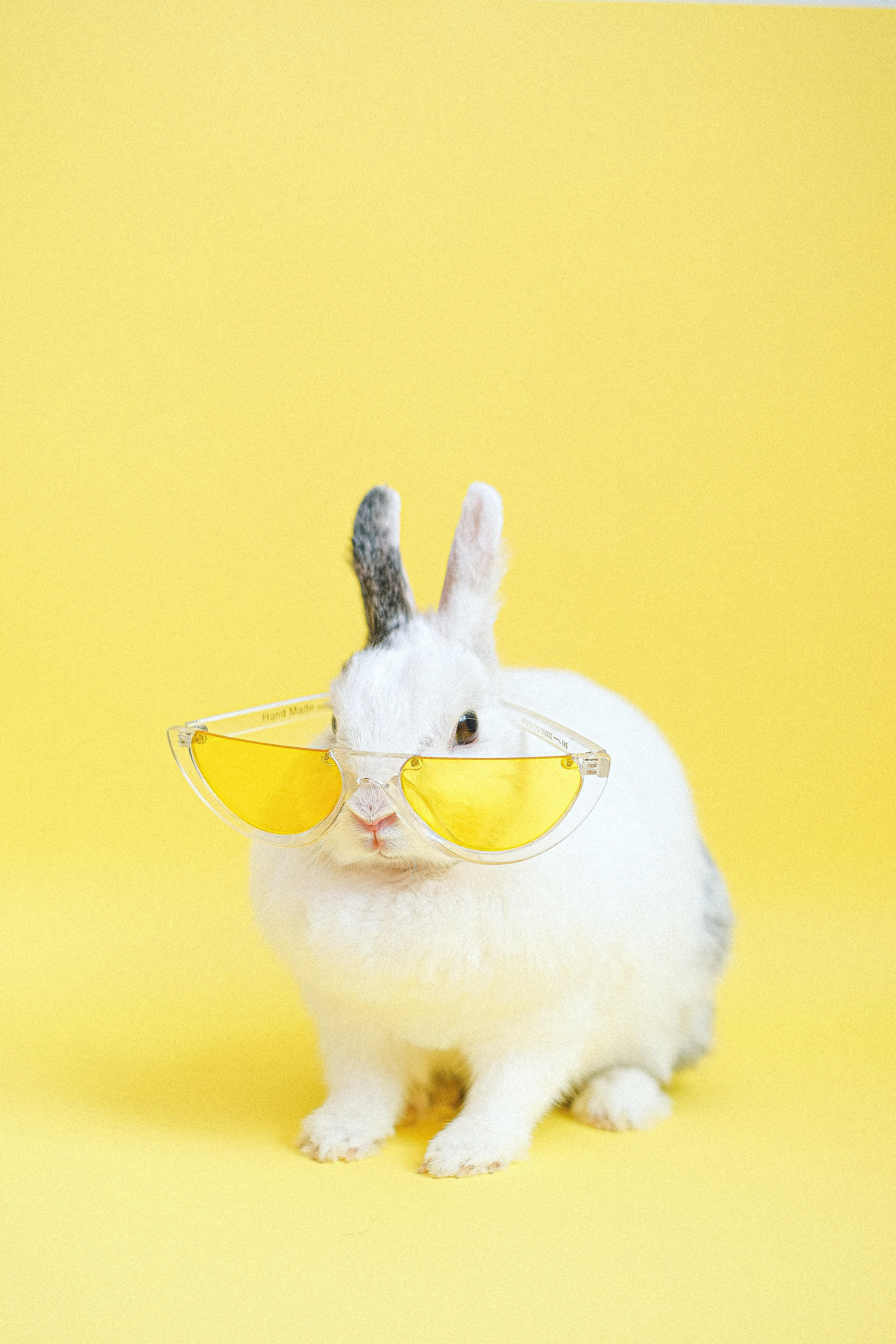 3749x5623 Best Bunny Photo · 100% Free Downloads