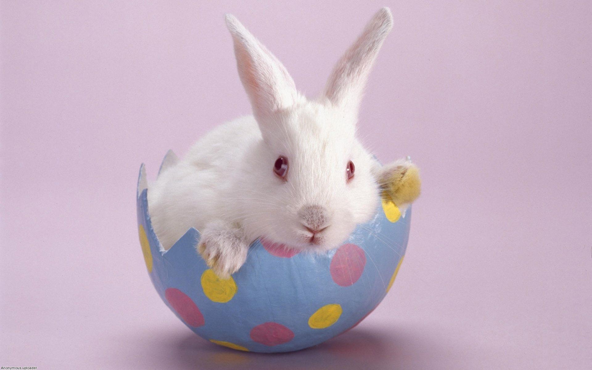 1920x1200 Easter Bunny Wallpaper Free download