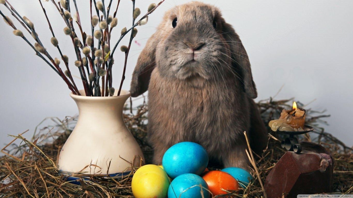 1366x768 FREE Easter Bunny Wallpaper in PSD