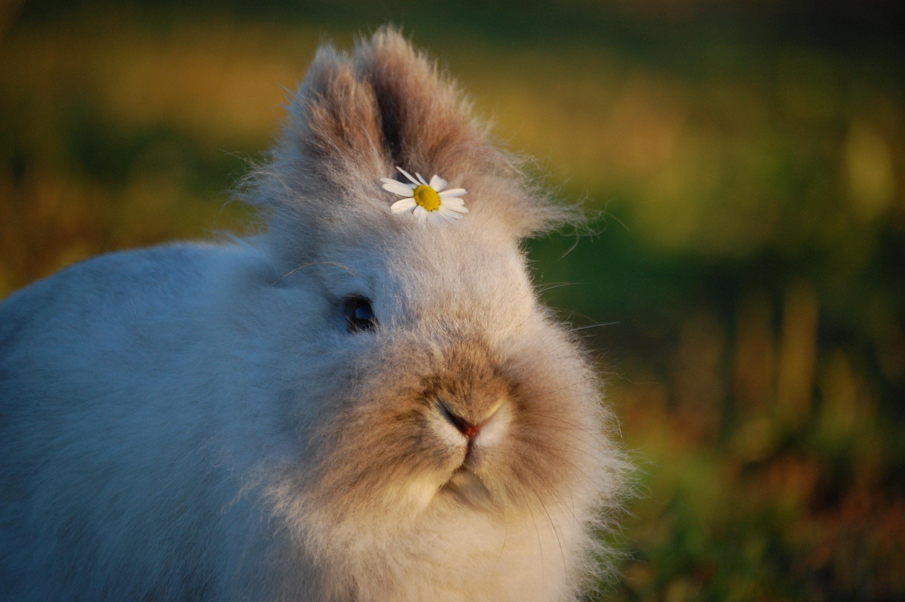 Bunny Photoshoot