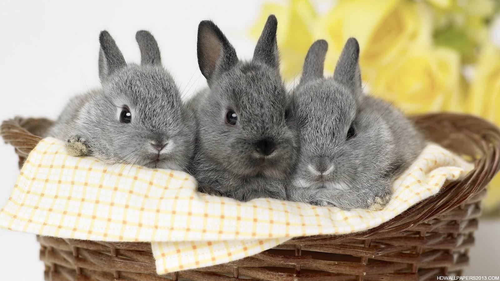 1600x900 Free download rabbit desktop wallpaper HD wallpaper rabbit desktop wallpaper HD [1600x900] for your Desktop, Mobile & Tablet. Explore Rabbit Wallpaper for Computer. Rabbit Wallpaper For Desktop, Bunny Wallpaper