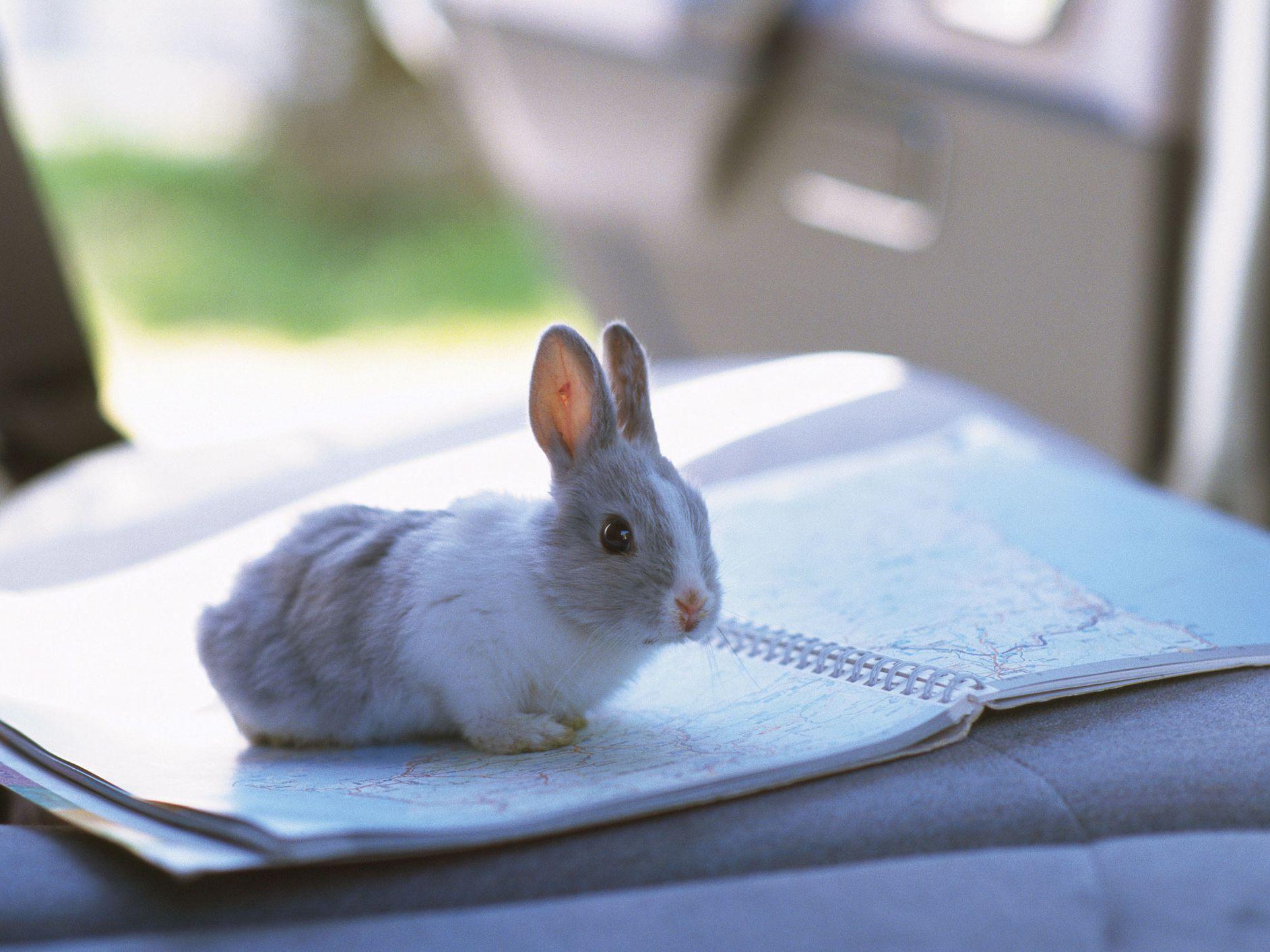 1885x1414 How to Travel With a Rabbit in a Car