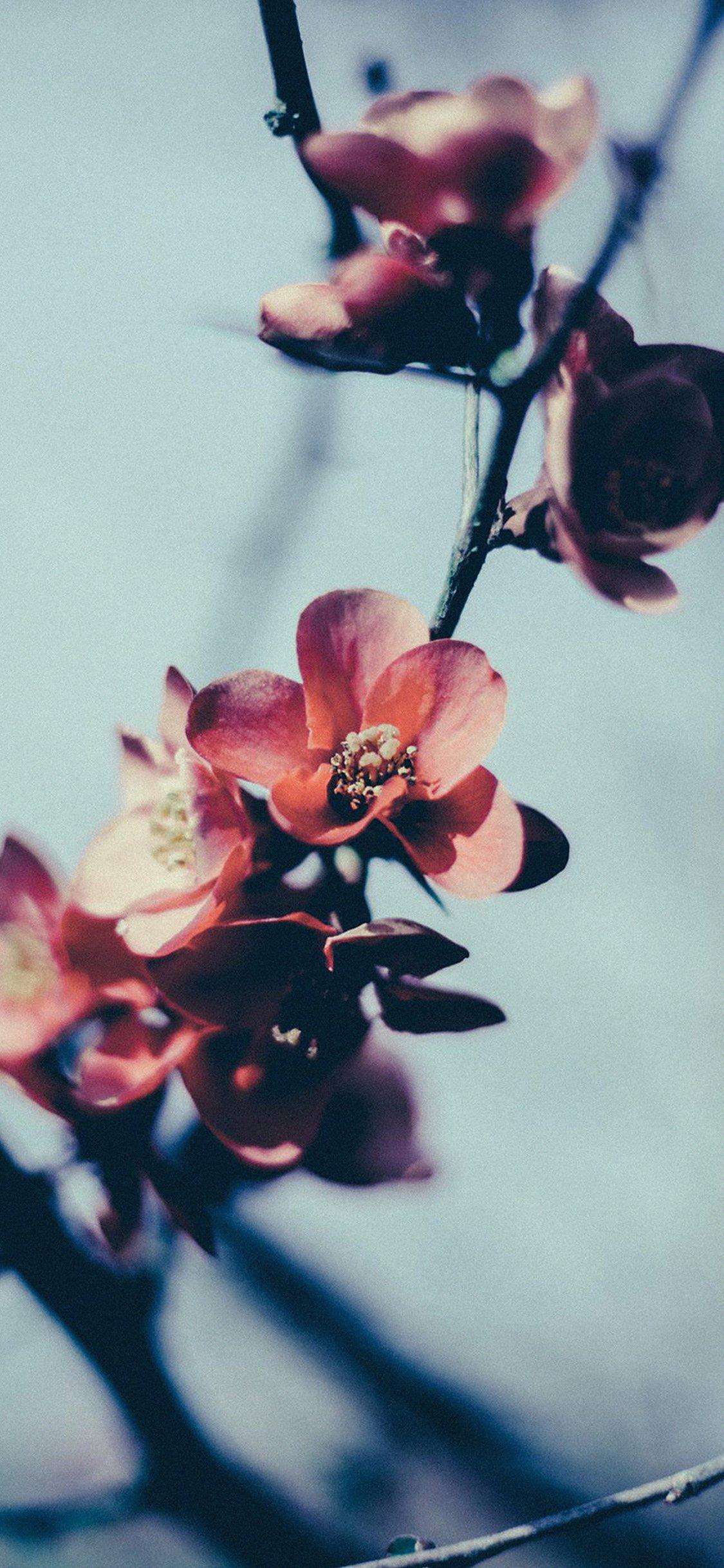 1125x2436 Flower nostalgia iPhone X Wallpaper Free Download