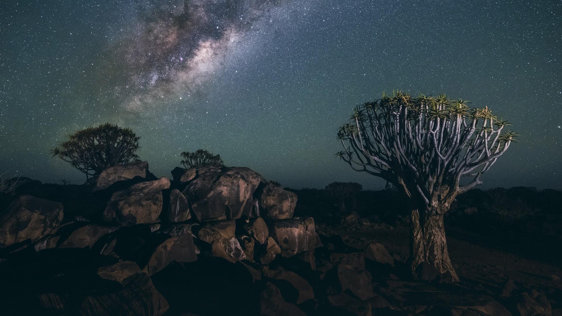 1920x1080 Quiver tree desert forest (Aloe dichotoma) at night under the stars, Keetmanshoop, Namibia. Windows 10 Spotlight Image