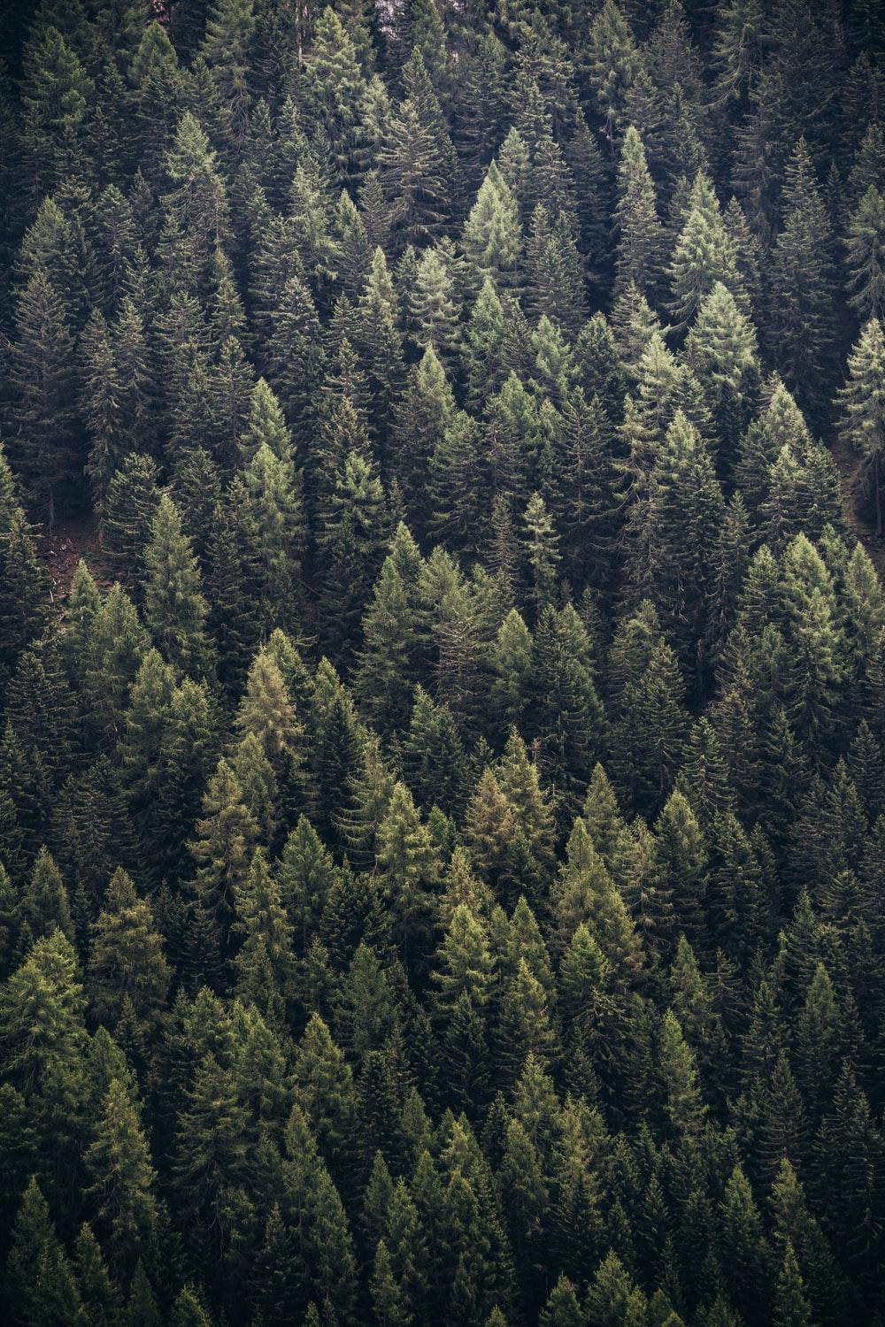 1000x1500 forest during day photo