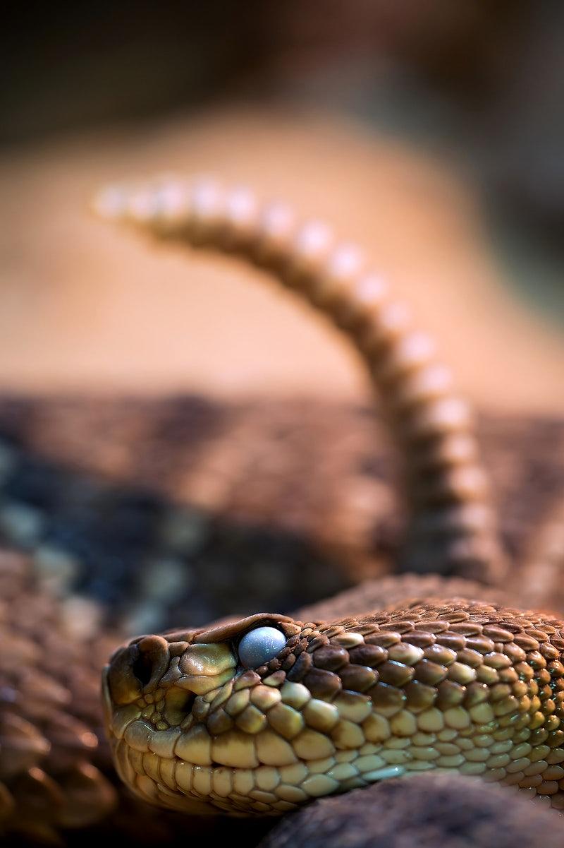 800x1201 Desert Forest Image Wallpaper