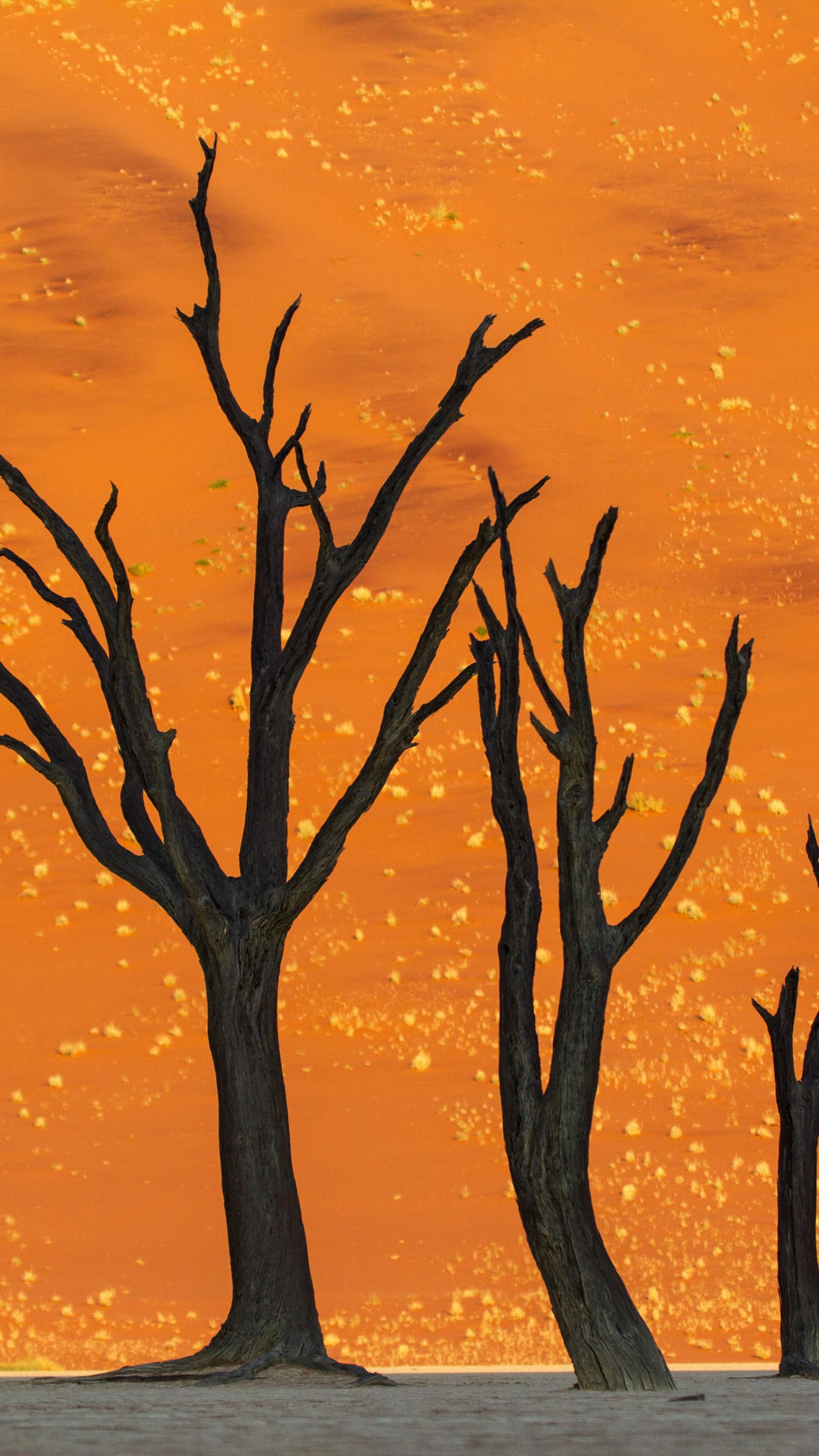 2160x3840 namibia, 5k, 4k wallpaper, 8k, camel thorn tree, desert, Forest