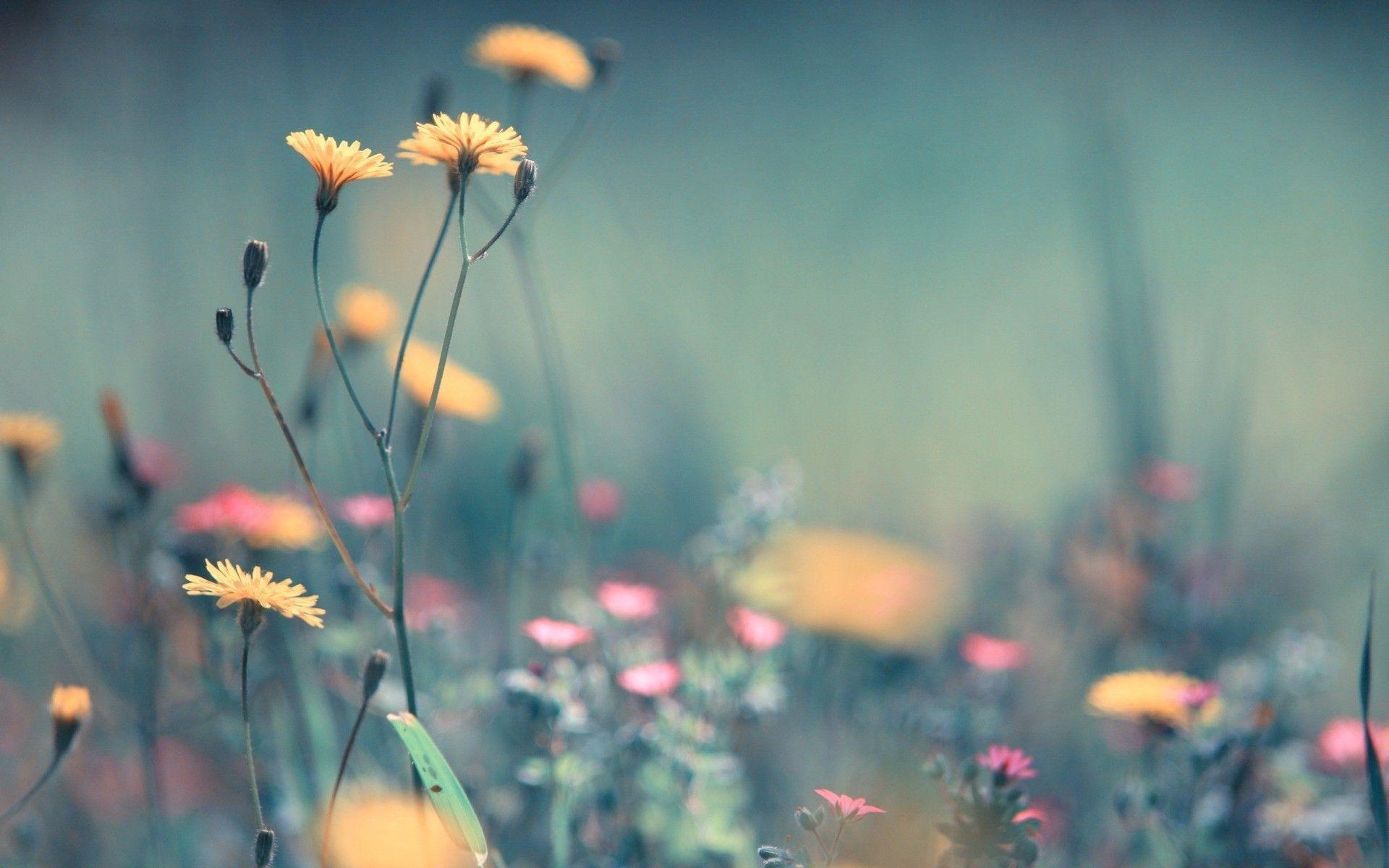 1920x1200 Spring Calming Wallpaper