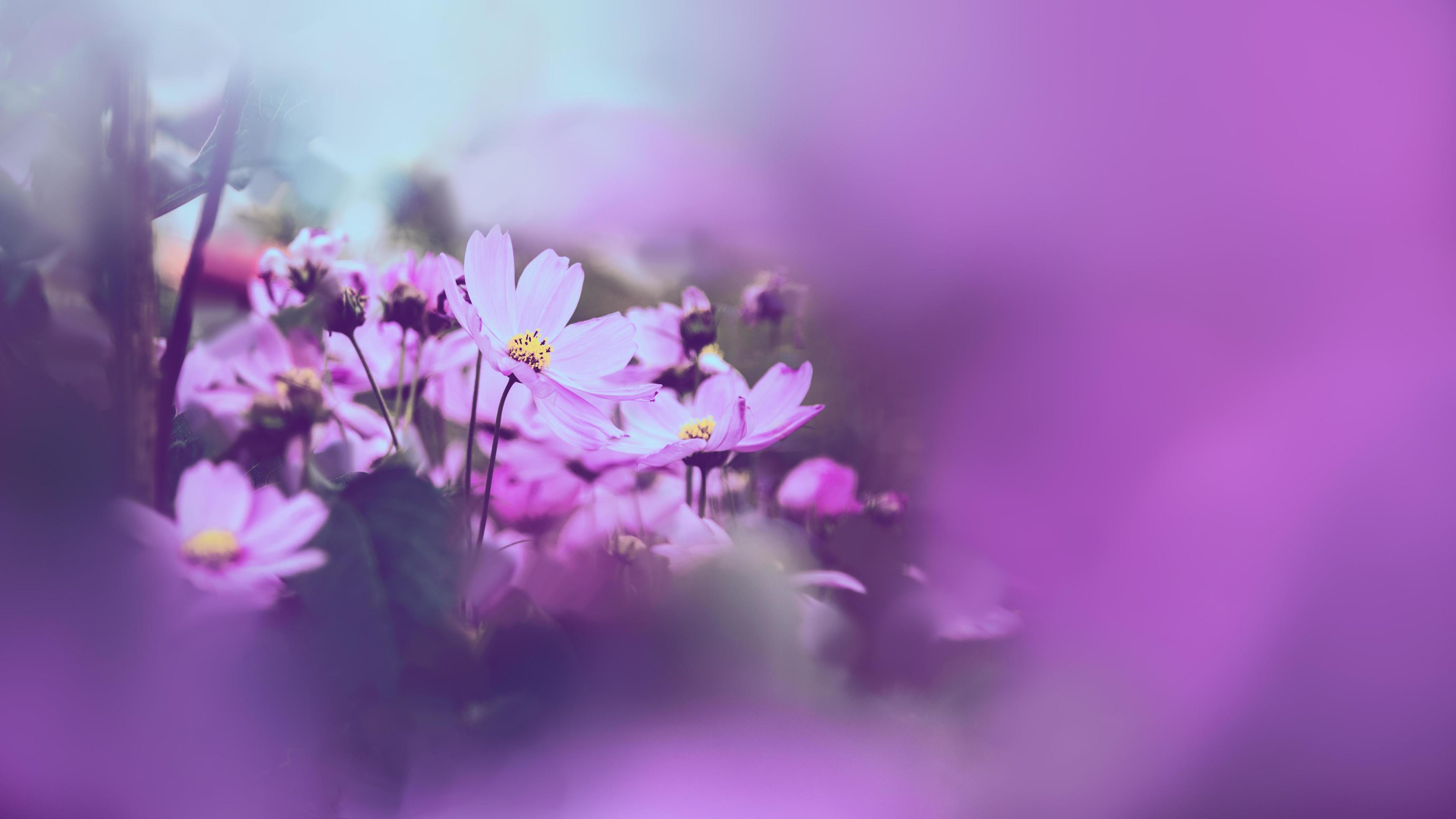 Peaceful Flowers Wallpapers - Top Free Peaceful Flowers Backgrounds ...