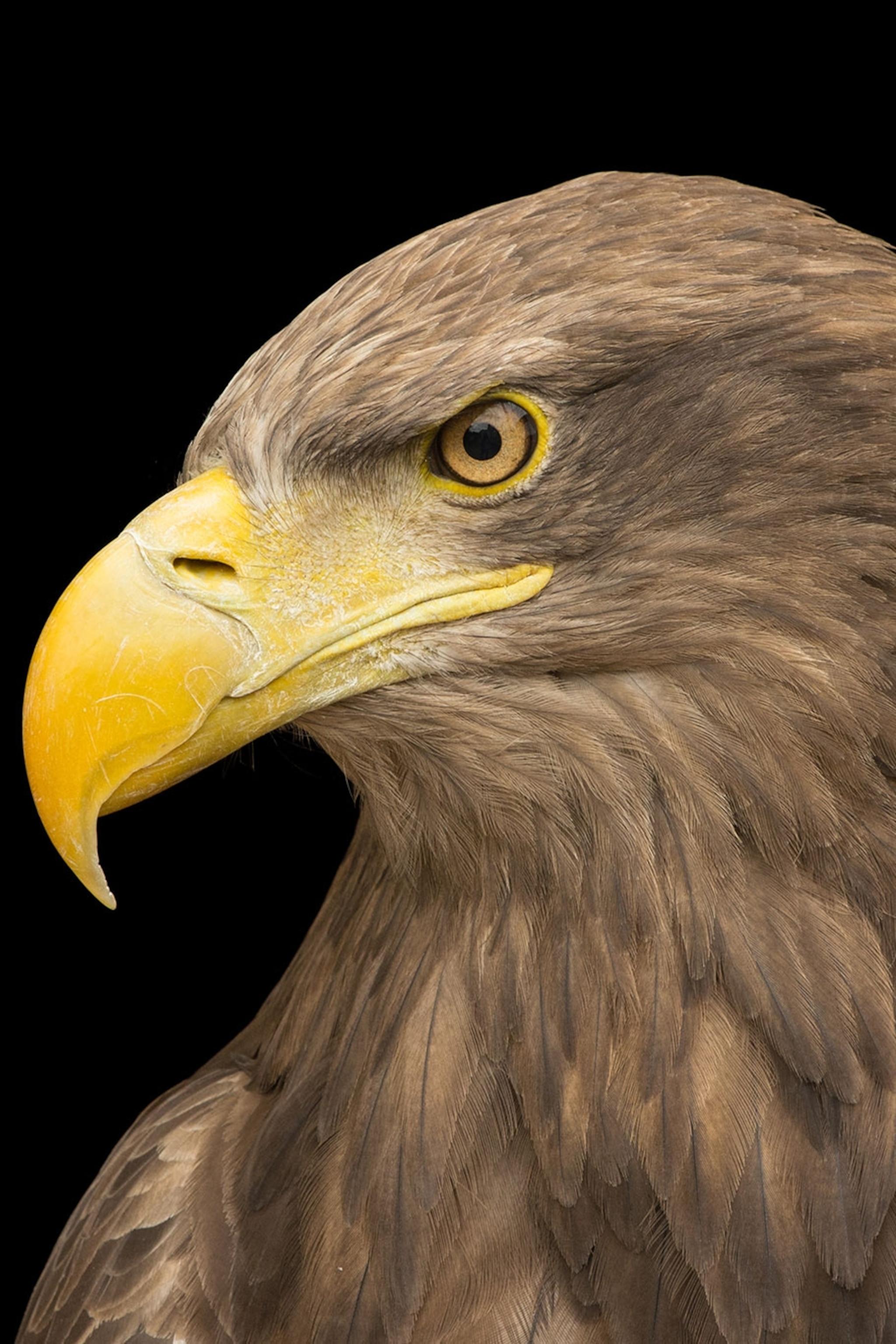 2048x3072 Picture of Eagles from Around the World