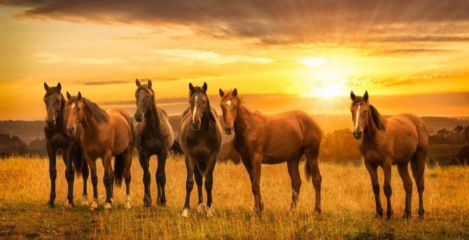 670x344 Horses, herd, sunset, landscape wallpaper, HD image, picture, background, 064944