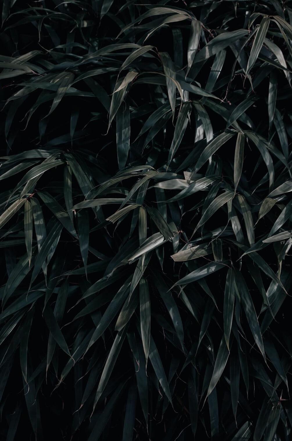 Black Grass Wallpapers Top Free Black Grass Backgrounds WallpaperAccess