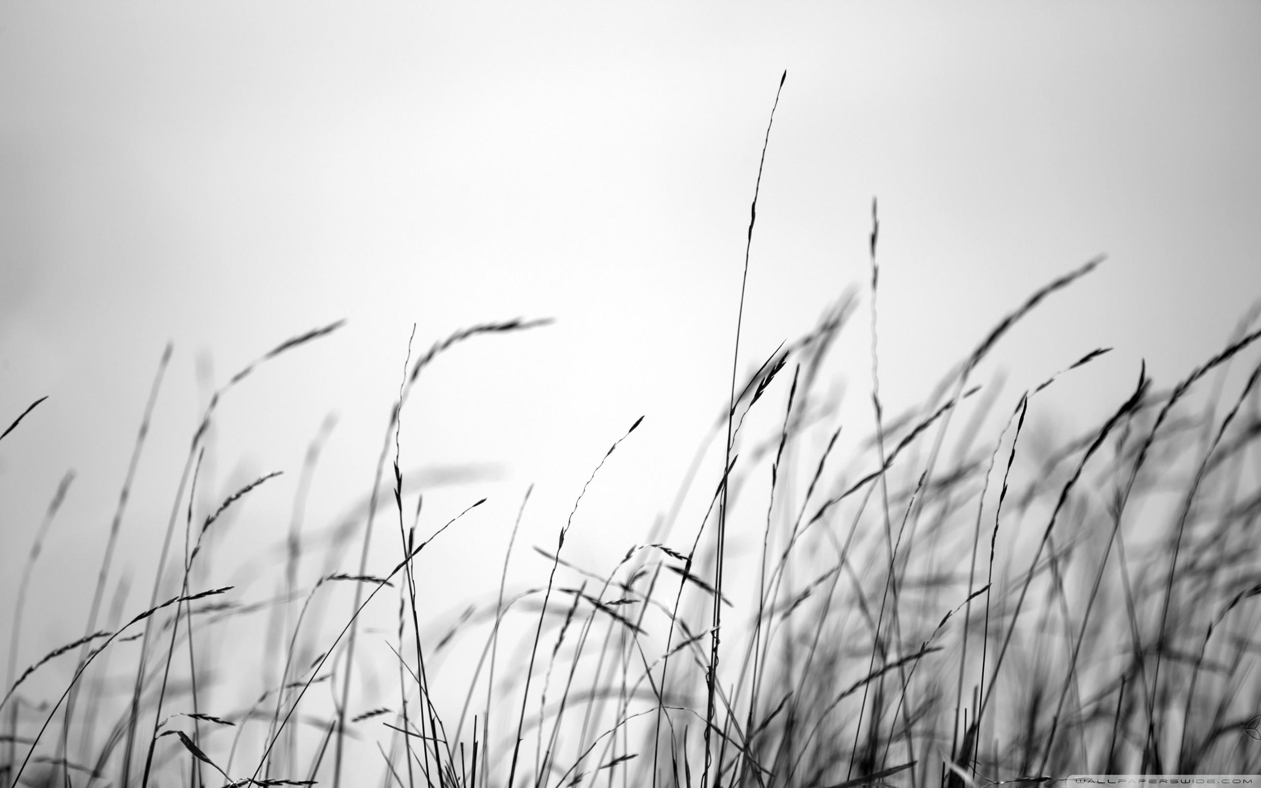 Black Grass Wallpapers Top Free Black Grass Backgrounds WallpaperAccess