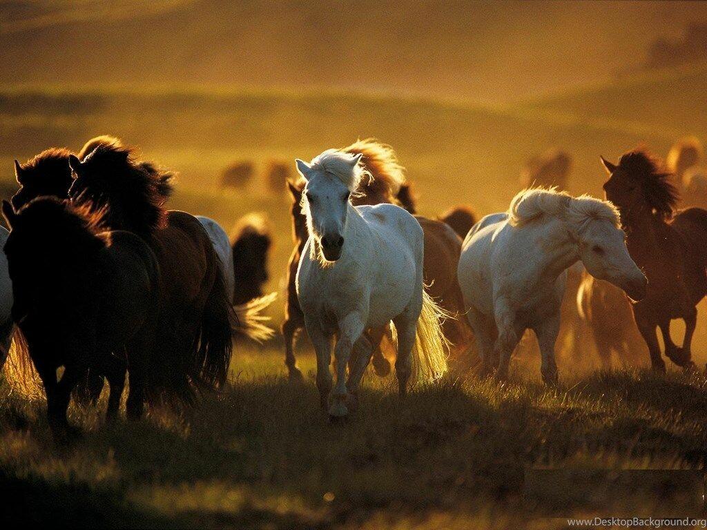 1024x768 Wild Horses Wallpaper: HD, 4K, 5K for PC and Mobile. Download free image for iPhone, Android