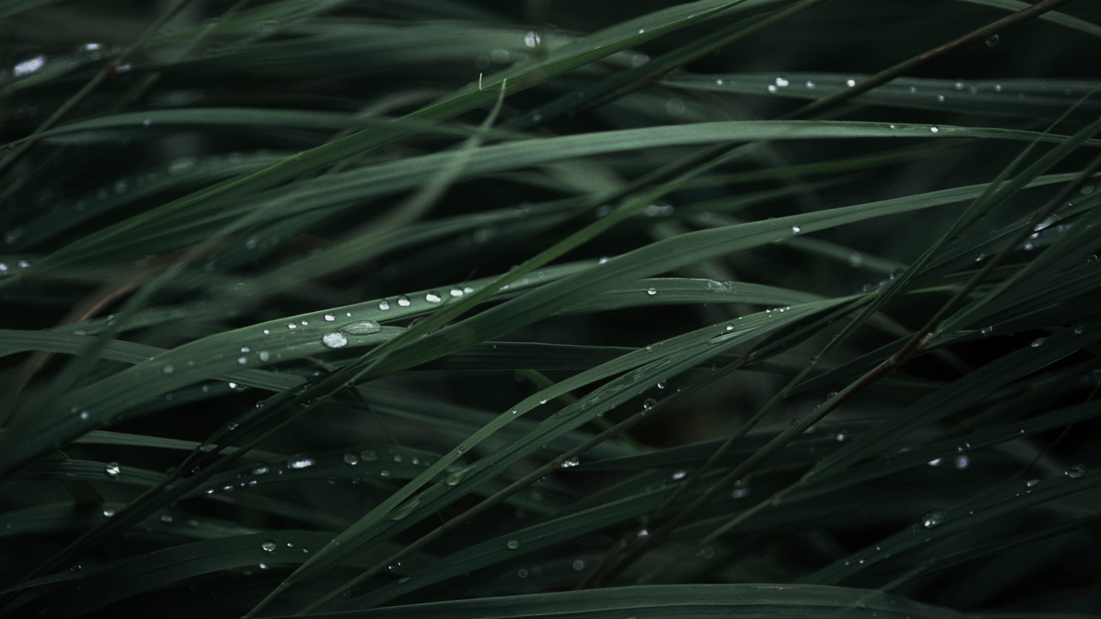 3840x2160 ultra HD black wallpaper, black, water, grass, grass family, leaf