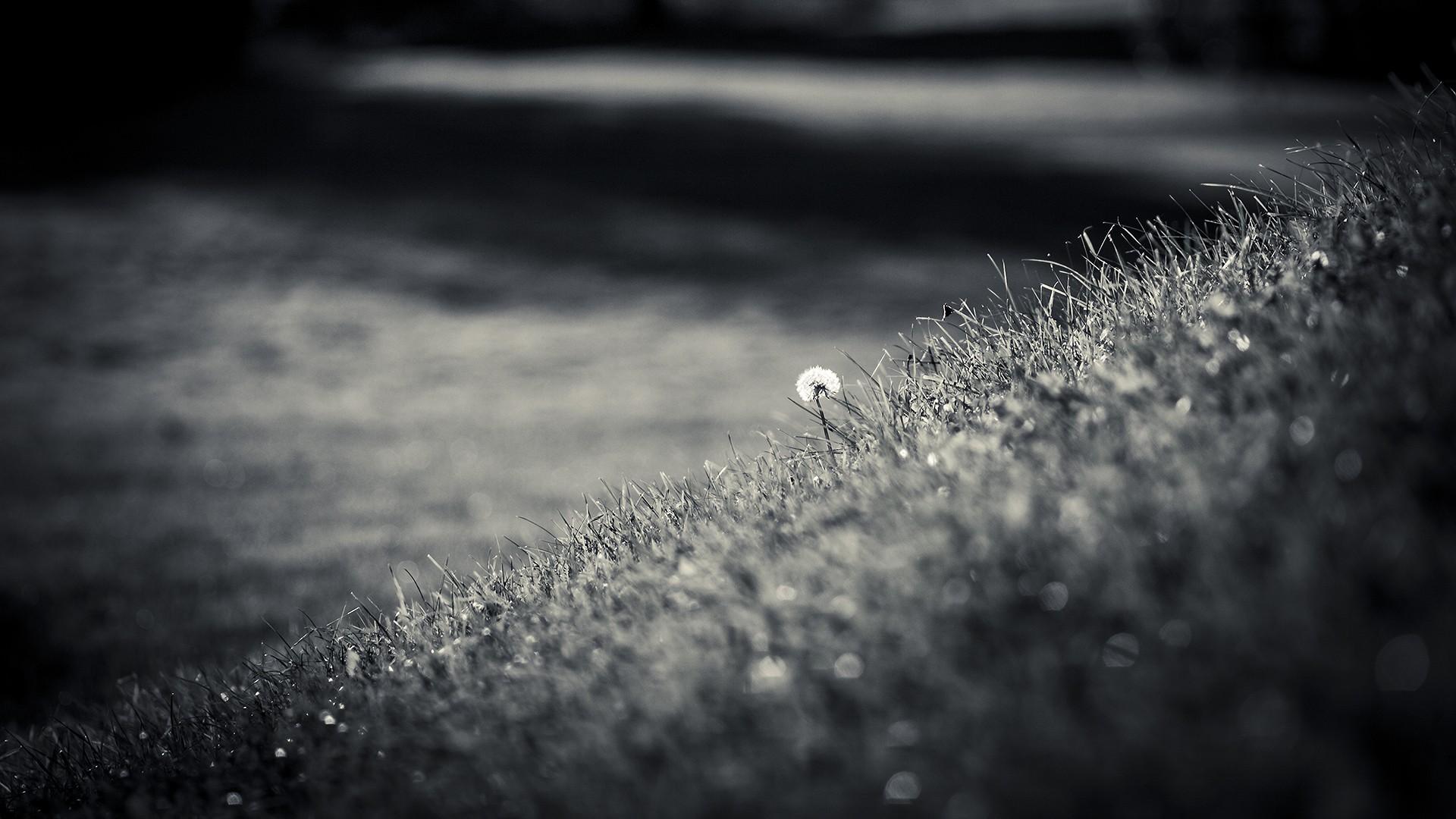 1920x1080 Free download Black White Computer Wallpaper Desktop Background 1920x1080 [1920x1080] for your Desktop, Mobile & Tablet. Explore Black and White Dandelion Wallpaper. Black and White Dandelion Wallpaper, White And