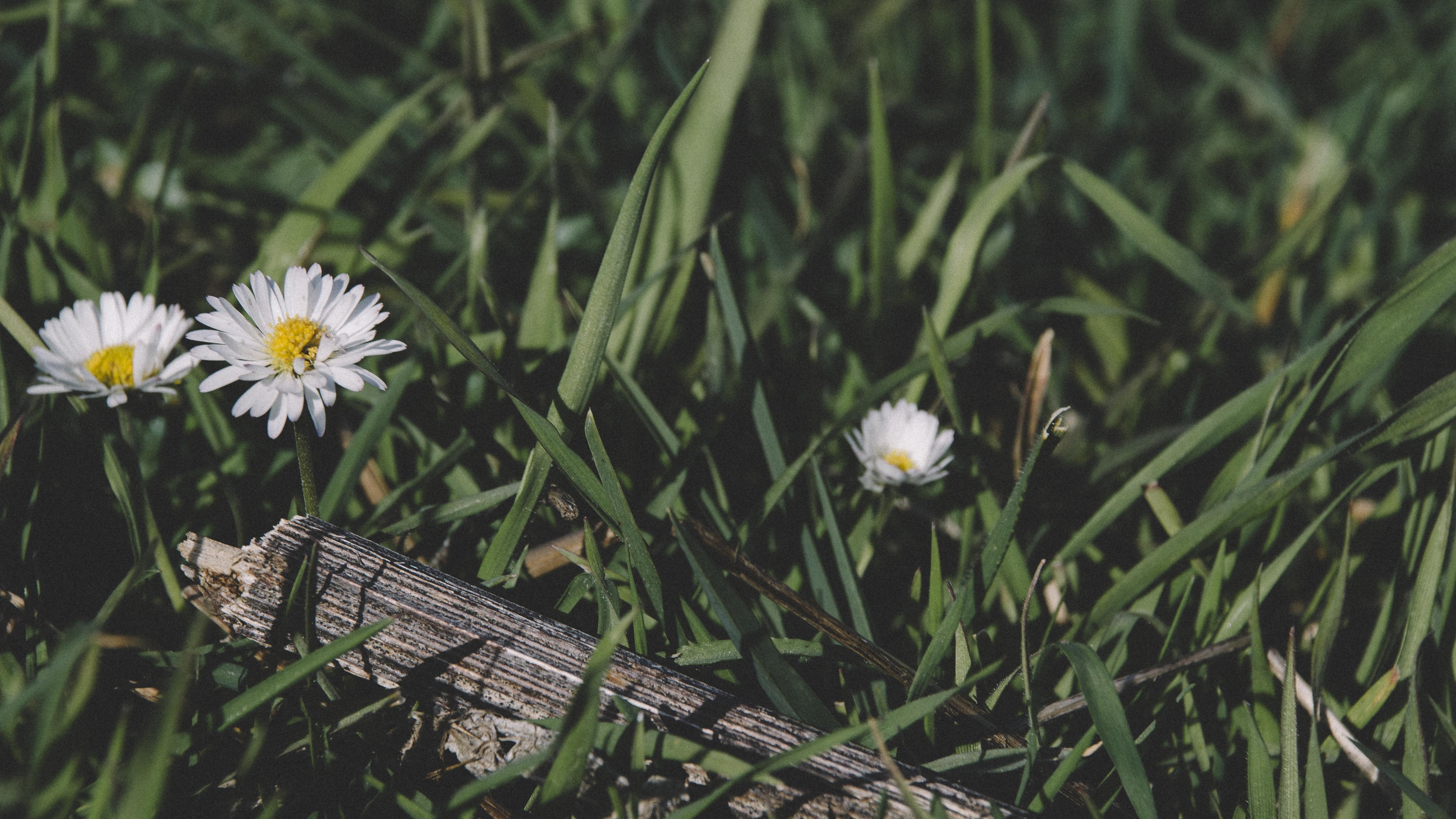 4928x2772 Black Flowers Grass Gray Green White Wood 4K wallpaper