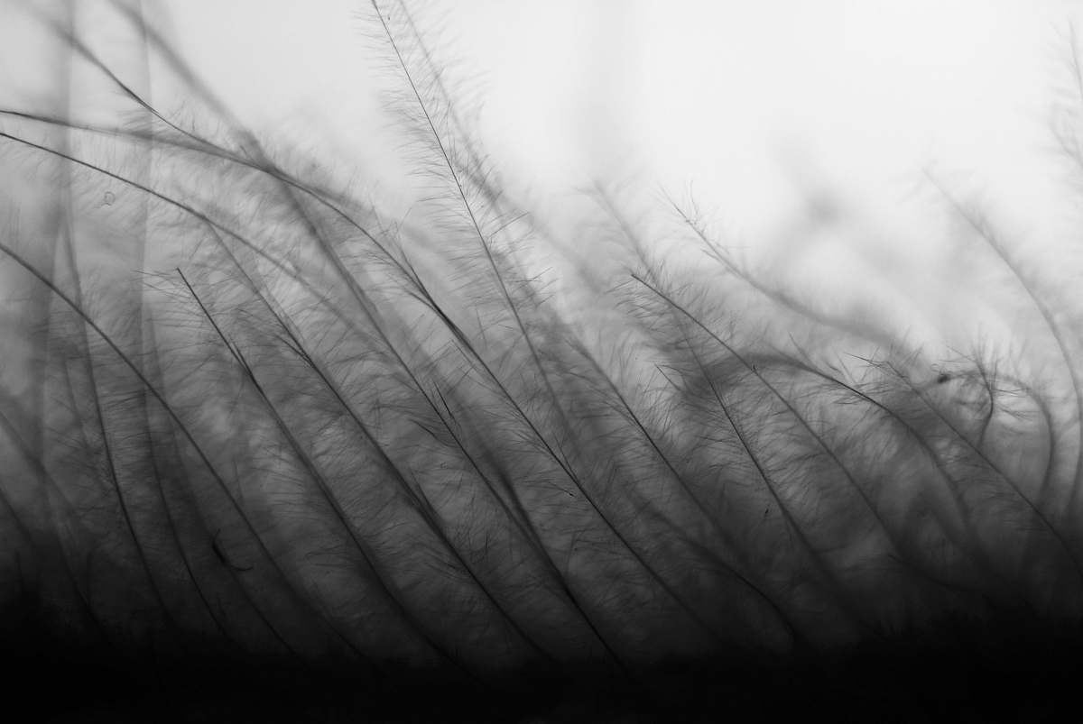 Black Grass Wallpapers - Top Free Black Grass Backgrounds - WallpaperAccess