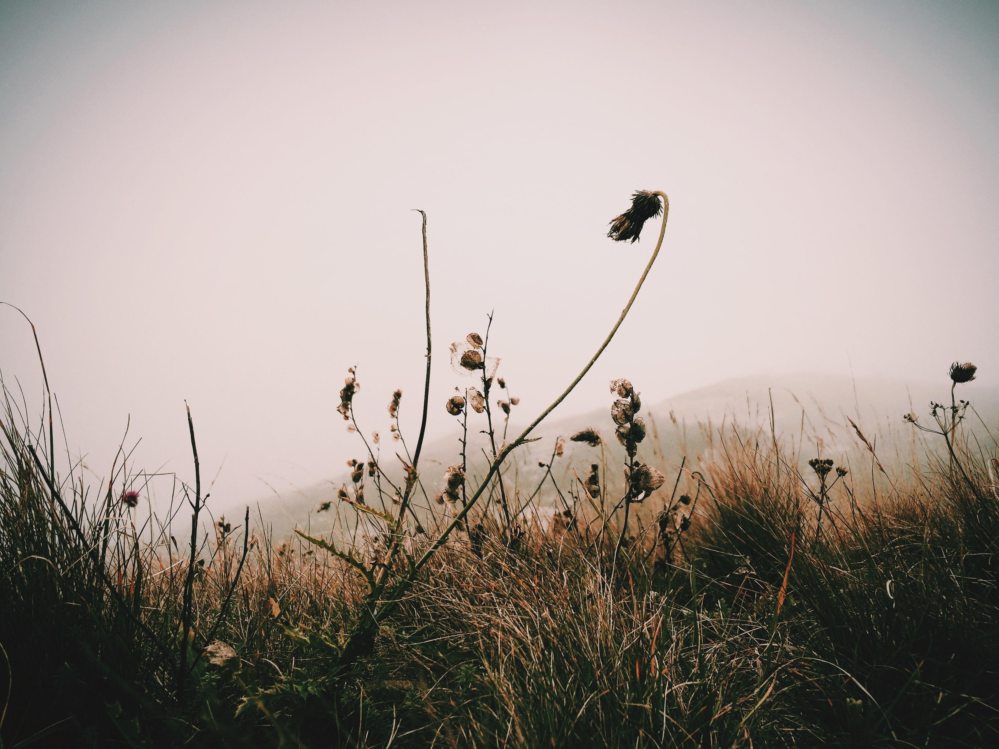 3264x2448 Black Brown Flowers Grass Pink HD wallpaper