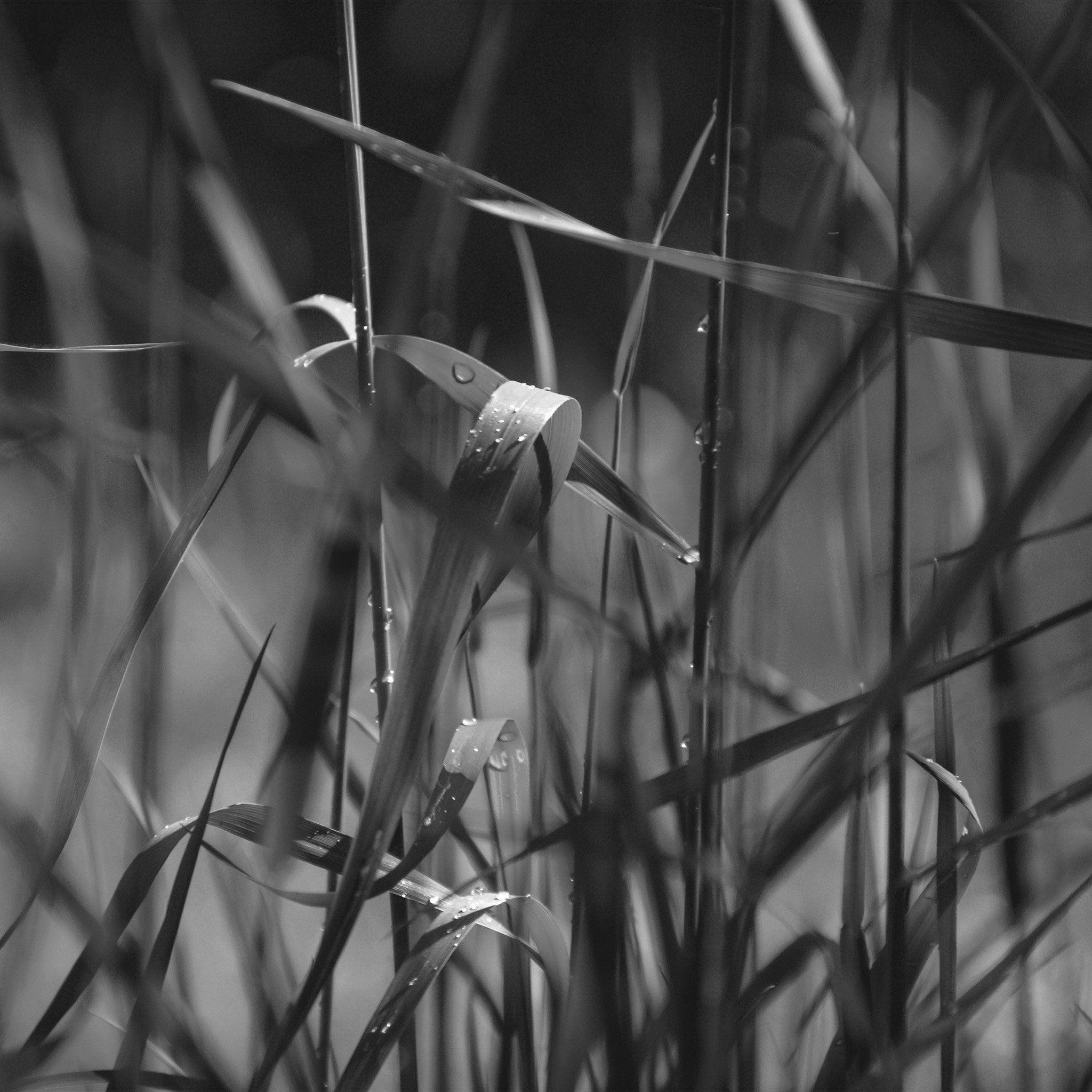 2048x2048 Grass Lawn Flower Dark Bw Leaf Rain iPad Air Wallpaper Free Download