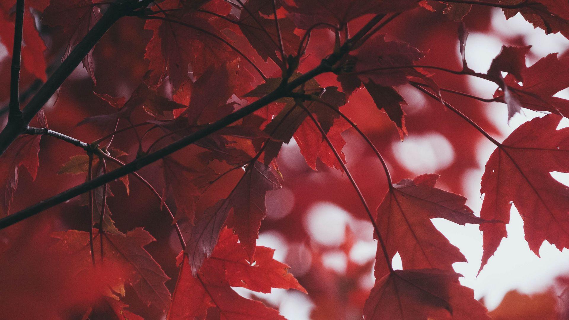 1920x1080 Download wallpaper 1920x1080 leaves, autumn, red, blur full hd, hdtv, fhd, 1080p HD background