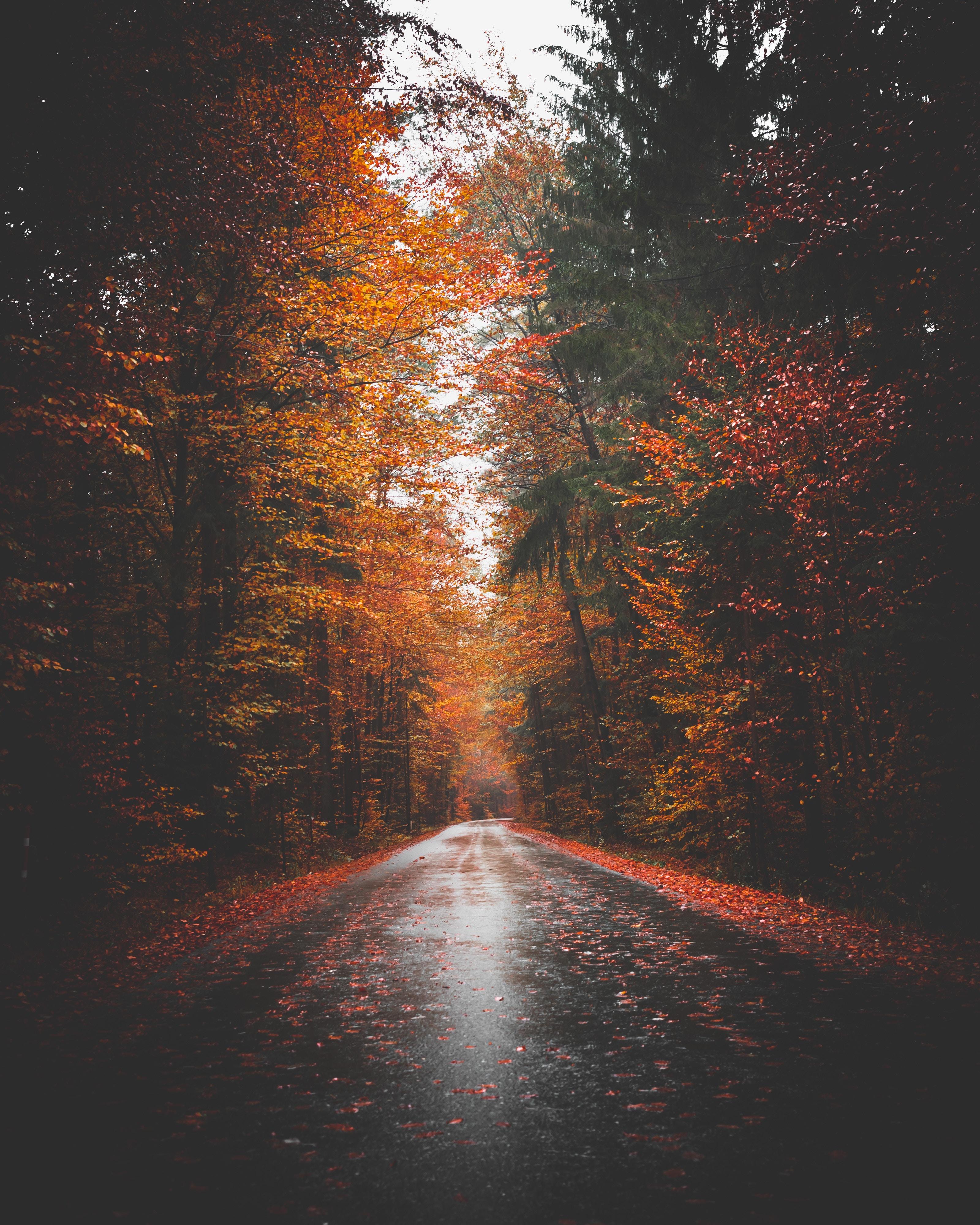 3200x4000 Download Autumn wallpaper for mobile phone, free Autumn HD picture