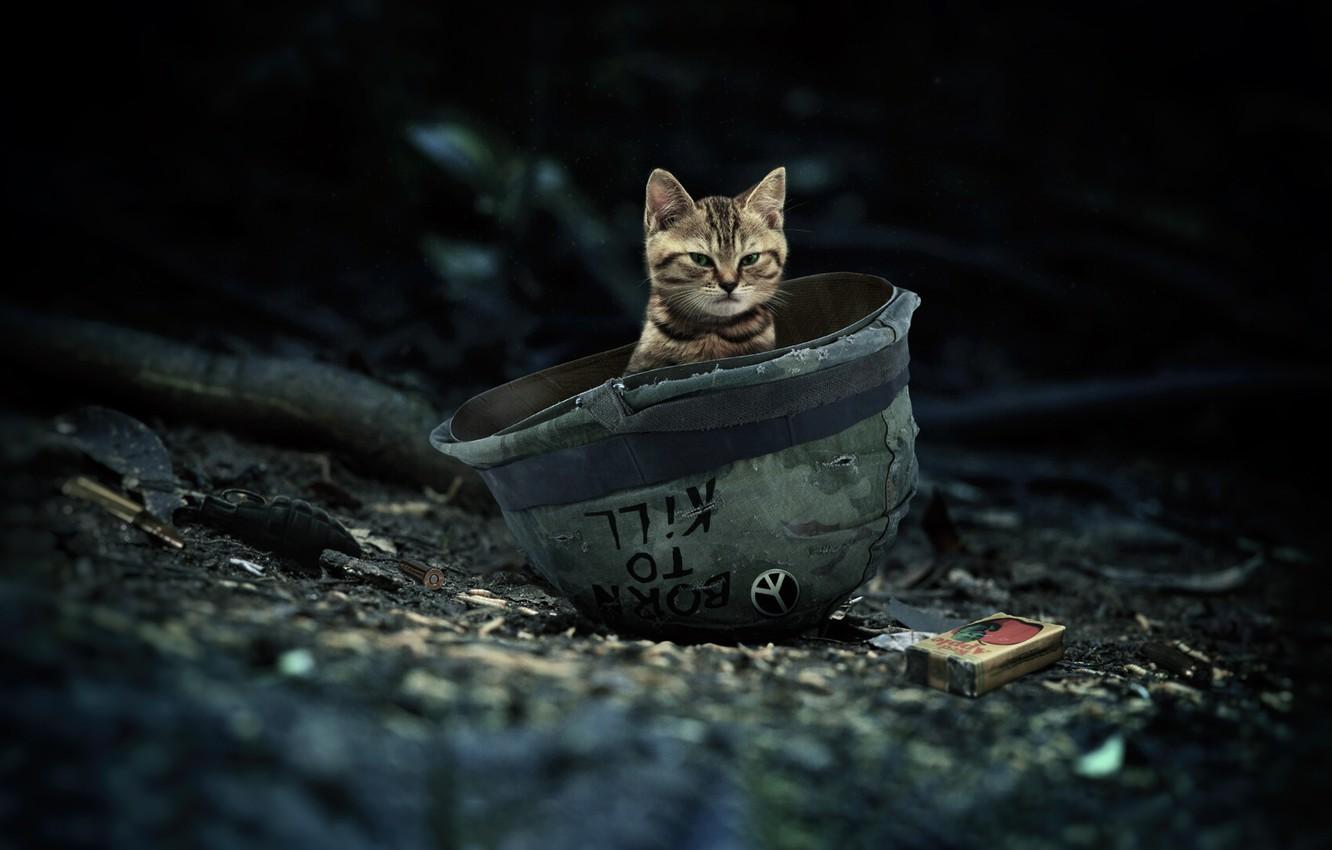 1332x850 Wallpaper Cute, Kitty, War, Small, Art, Cat, War, Kitten, Animal, Curiosity, Cute, Animal, Young, Young, Small, Pets image for desktop, section кошки