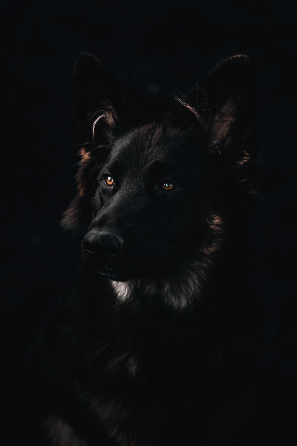 1000x1500 Wolf Picture [HD]. Download Free Image
