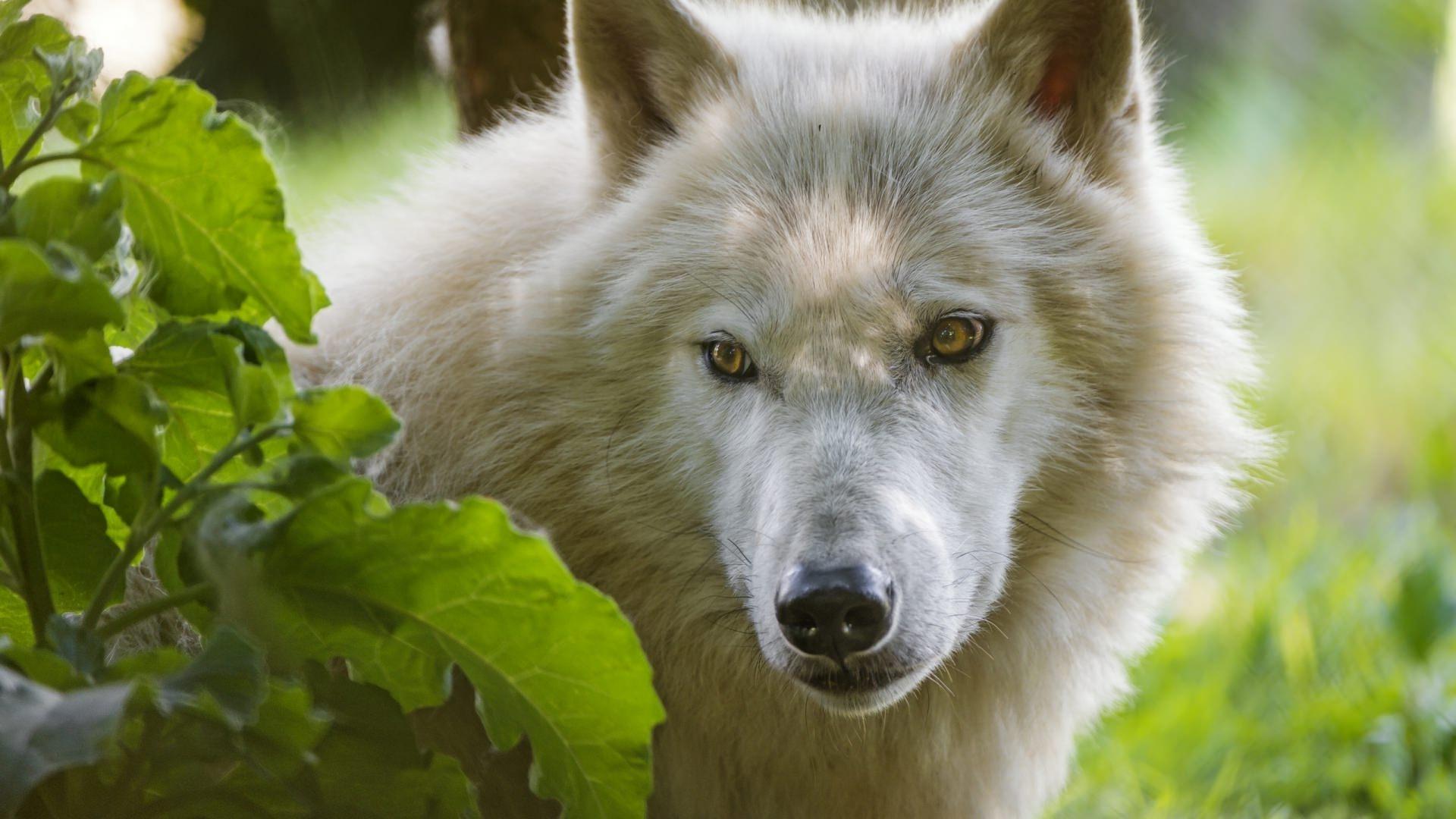 1920x1080 FREE Wolf Background in PSD