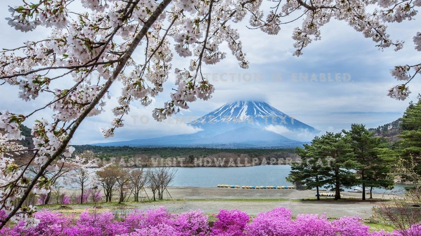 1366x768 spring at mount fuji cherry blossoms trees