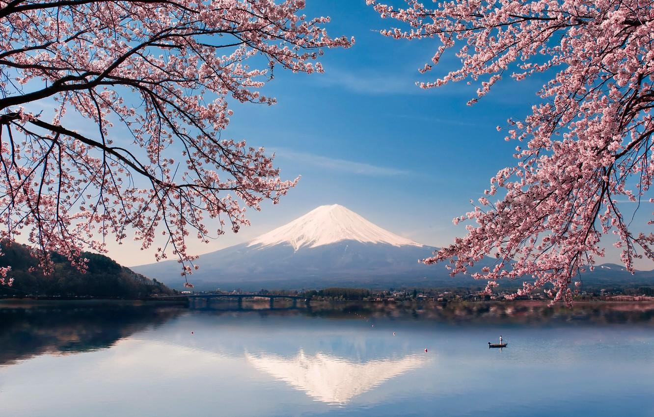 cherry blossom and mount fuji