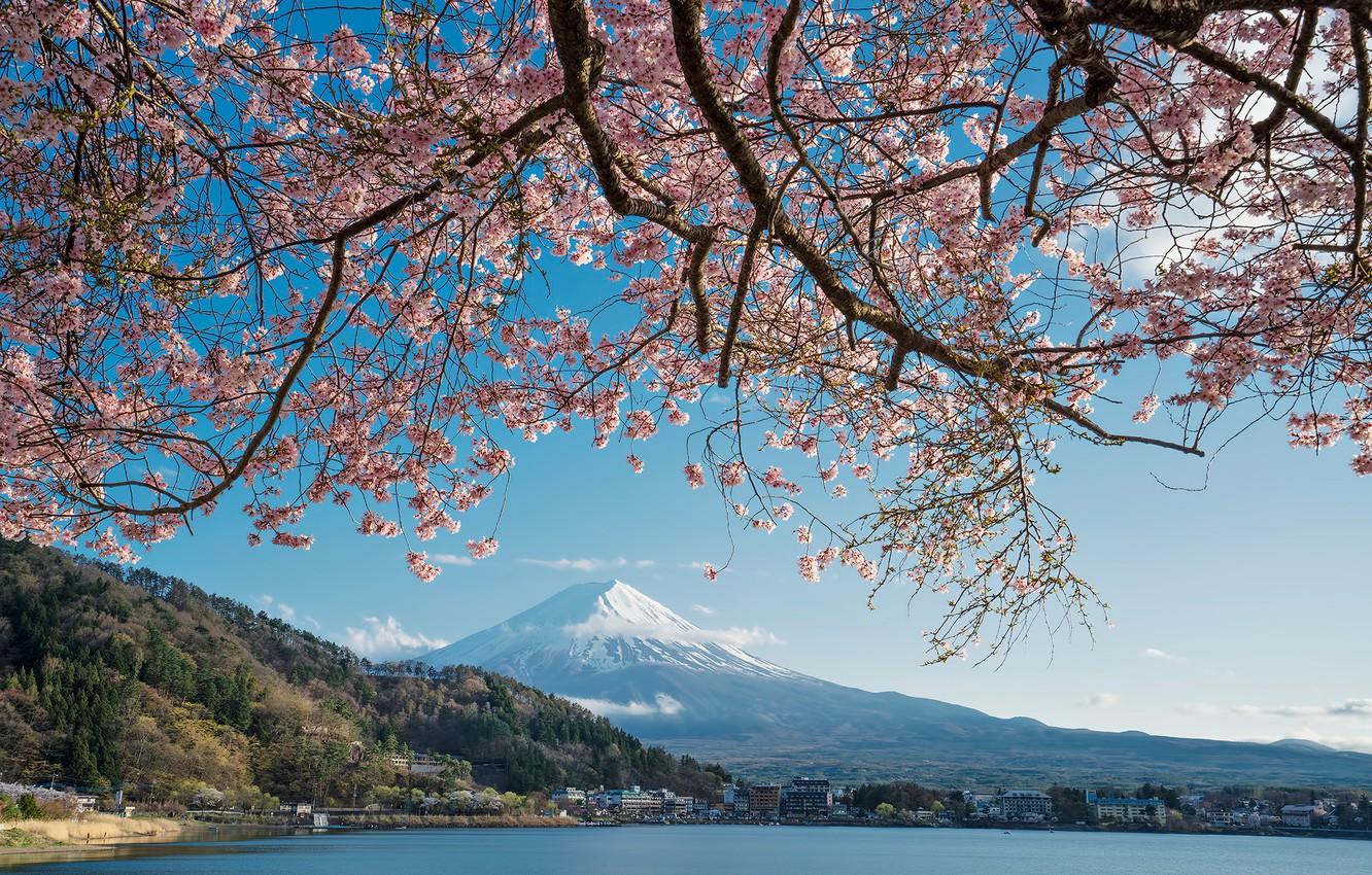 1332x850 Wallpaper lake, spring, Japan, Sakura, mount Fuji image for desktop, section пейзажи