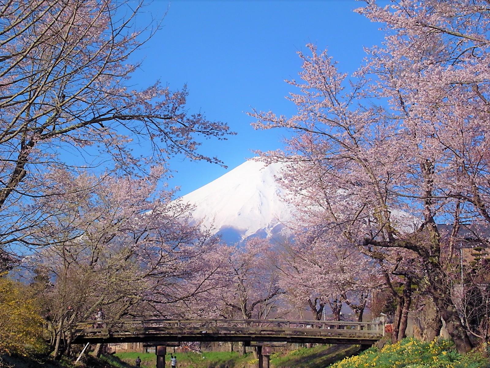 1600x1200 Best Cherry Blossom Spots around Mt Fuji Web Magazine
