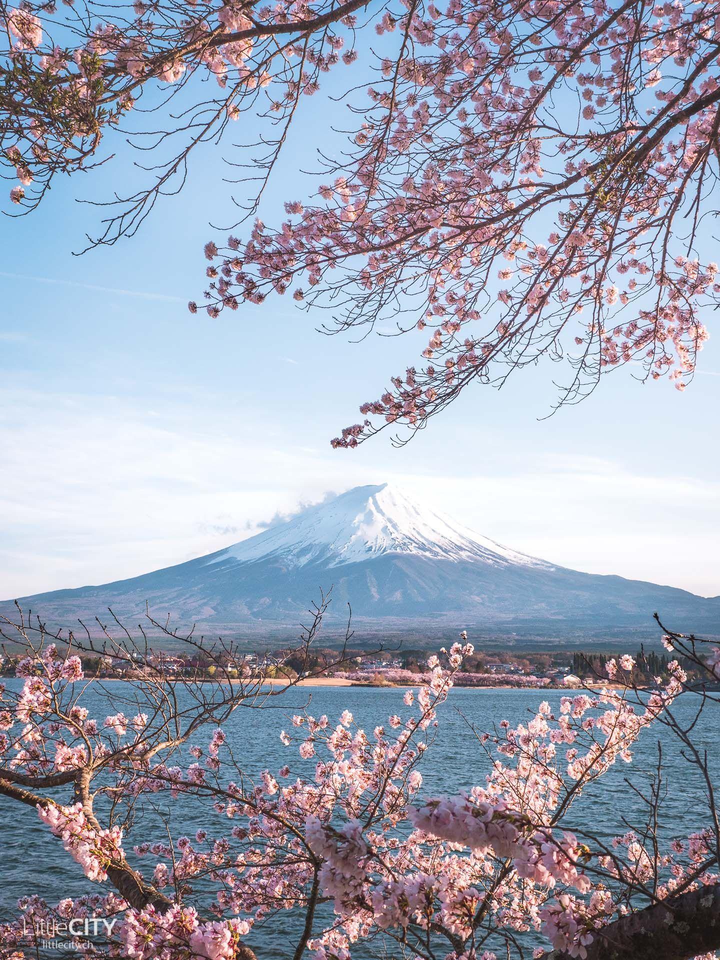 Mount Fuji Cherry Blossom Wallpapers - Top Free Mount Fuji Cherry ...