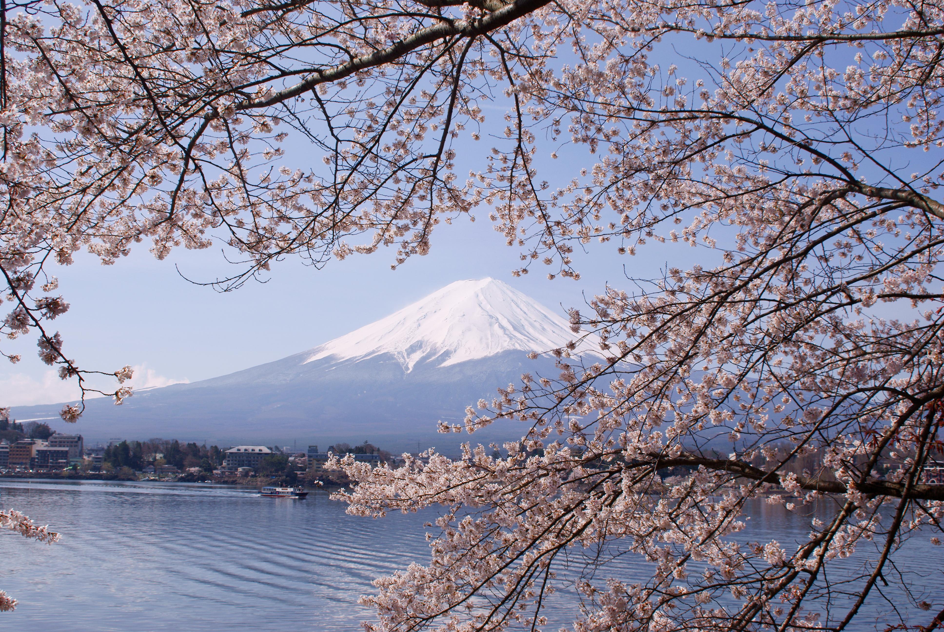 3872x2592 Lake Kawaguchiko Sakura Mount Fuji