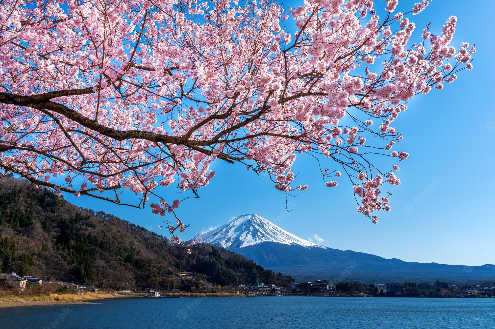 Mount Fuji Cherry Blossom Wallpapers - Top Free Mount Fuji Cherry