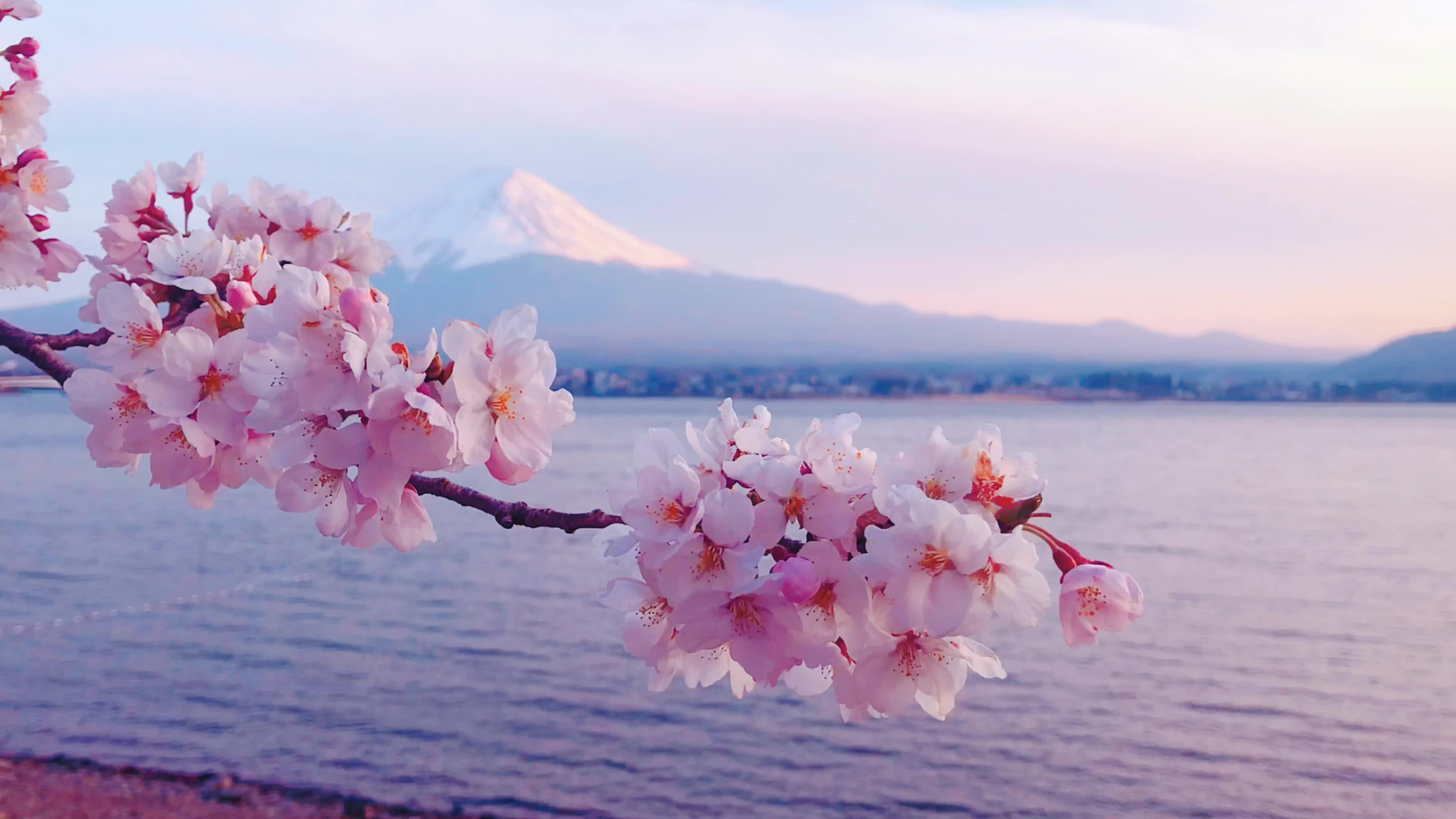 Mount Fuji Cherry Blossom Wallpapers - Top Free Mount Fuji Cherry