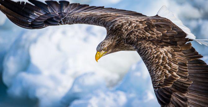 670x344 Eagle, predator bird, flight wallpaper, HD image, picture, background, cb938b