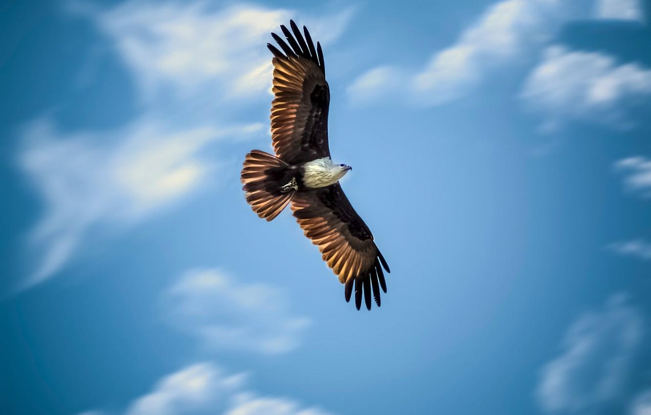 1332x850 Wallpaper the sky, flight, eagle, wings, hunting image for desktop, section животные