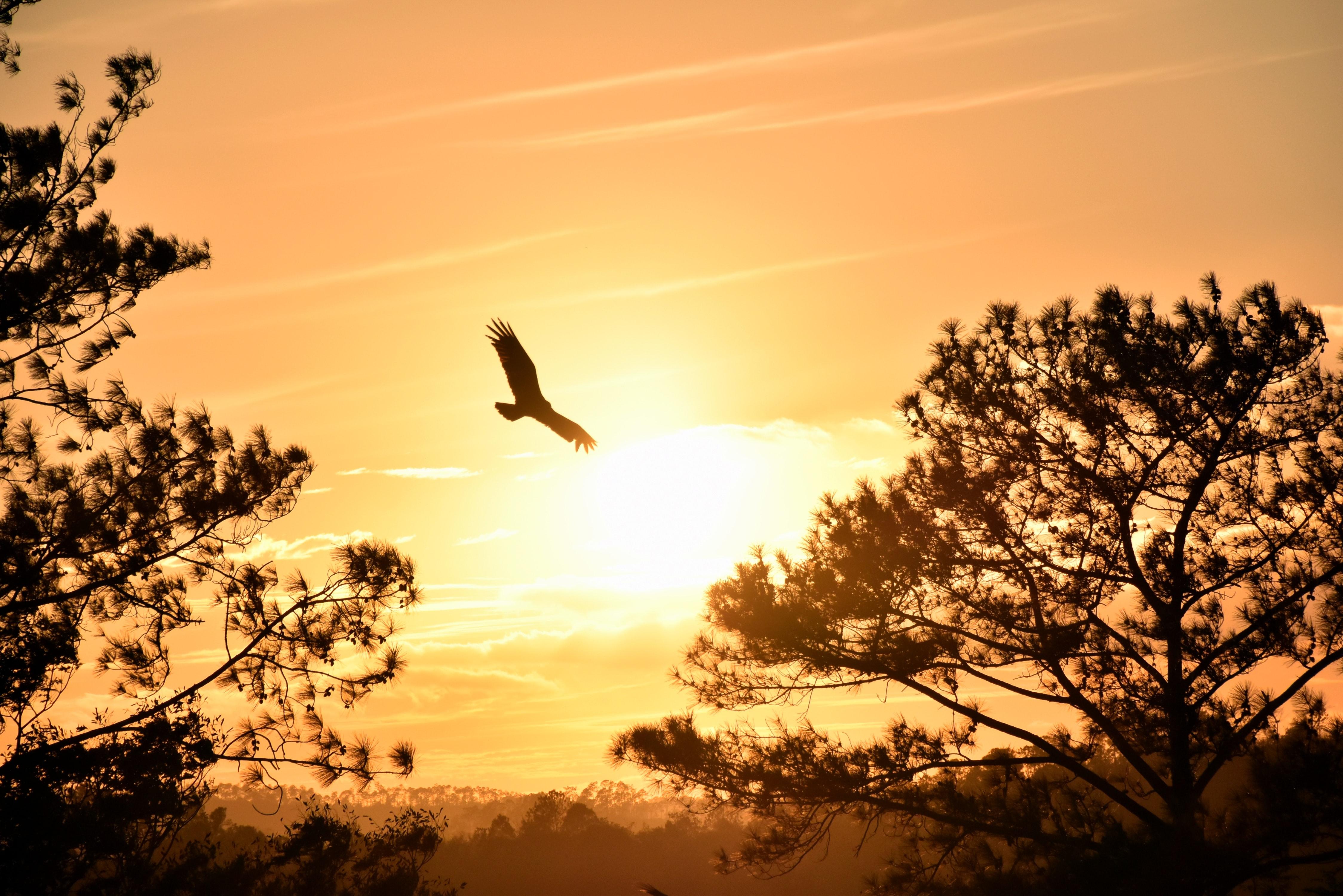 4496x3000 Eagle Flying Towards Sunset 5k, HD Photography, 4k Wallpaper, Image, Background, Photo and Picture