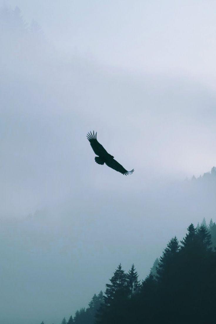 735x1102 Eagle Flying Over Woodland Mountain. Eagle wallpaper, Birds wallpaper hd, Mountain wallpaper