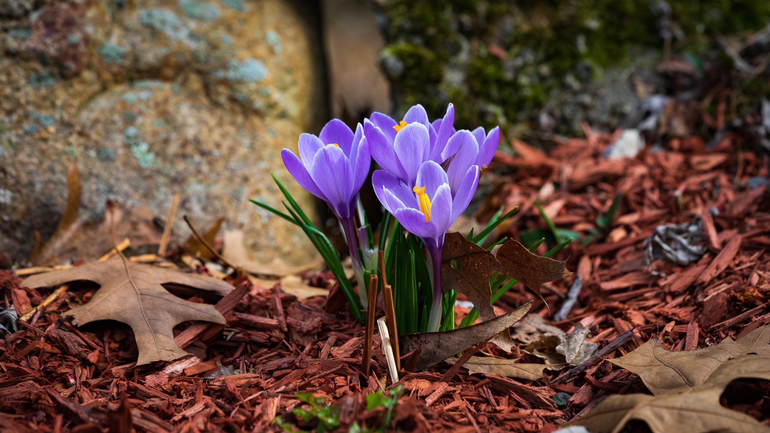 New England Spring Wallpapers - Top Free New England Spring Backgrounds ...