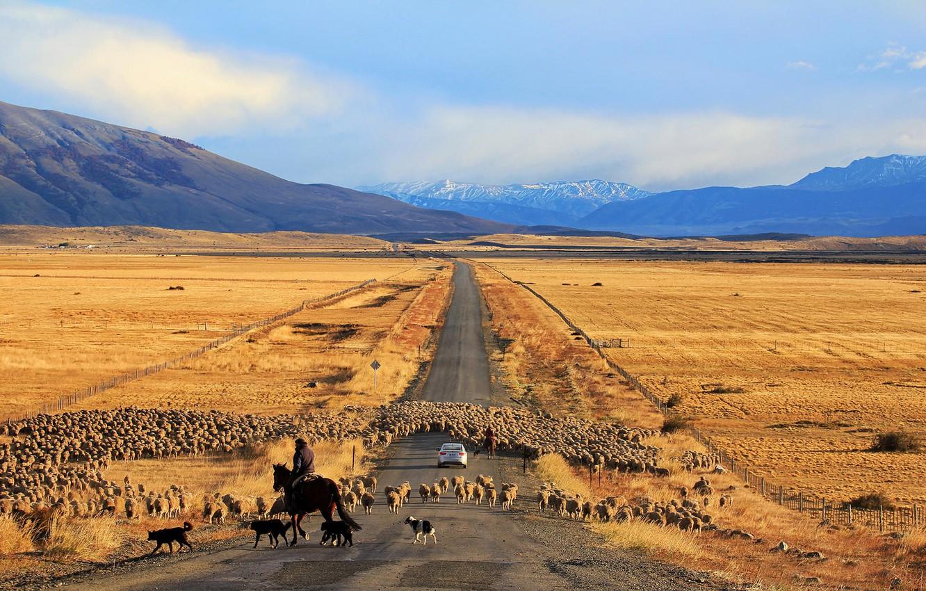 1332x850 Wallpaper road, machine, sheep, Chile, Patagonia image for desktop, section ситуации