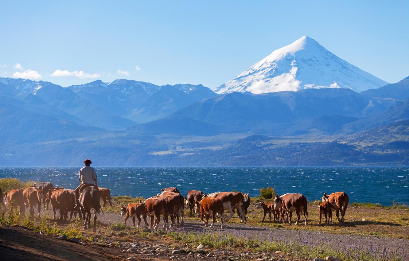 1332x850 Wallpaper road, the sky, the sun, mountains, river, shore, cows, rider, shepherd, Argentina, the herd, Patagonia image for desktop, section пейзажи