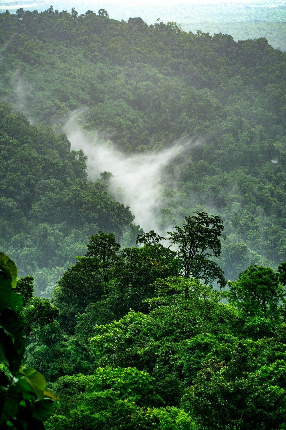 1000x1500 Stunning Rainforest Picture [HD]. Download Free Image
