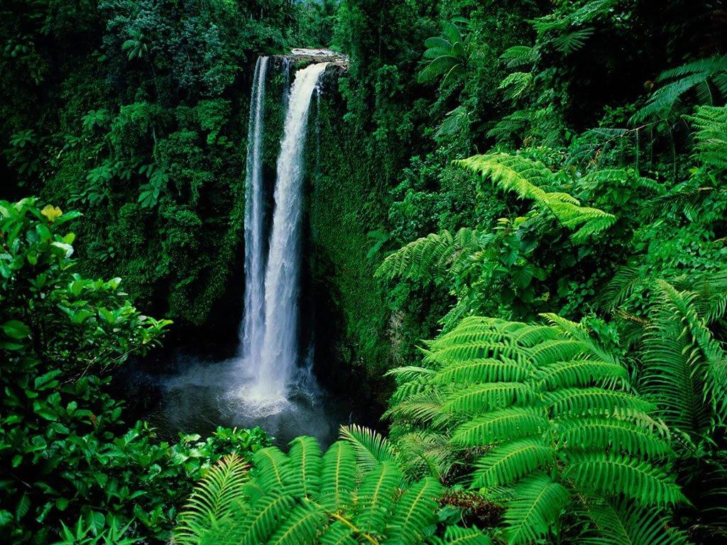1024x768 Rain Forest Background