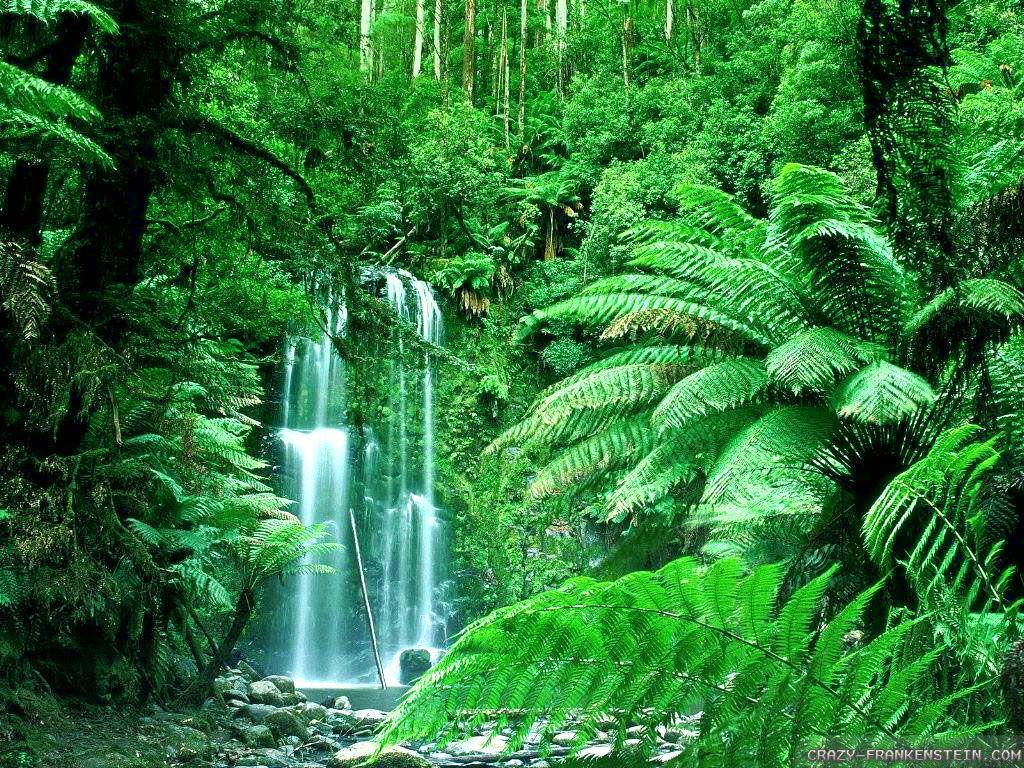 1024x768 Summer Season. Rainforest picture, Rainforest, Jungle image