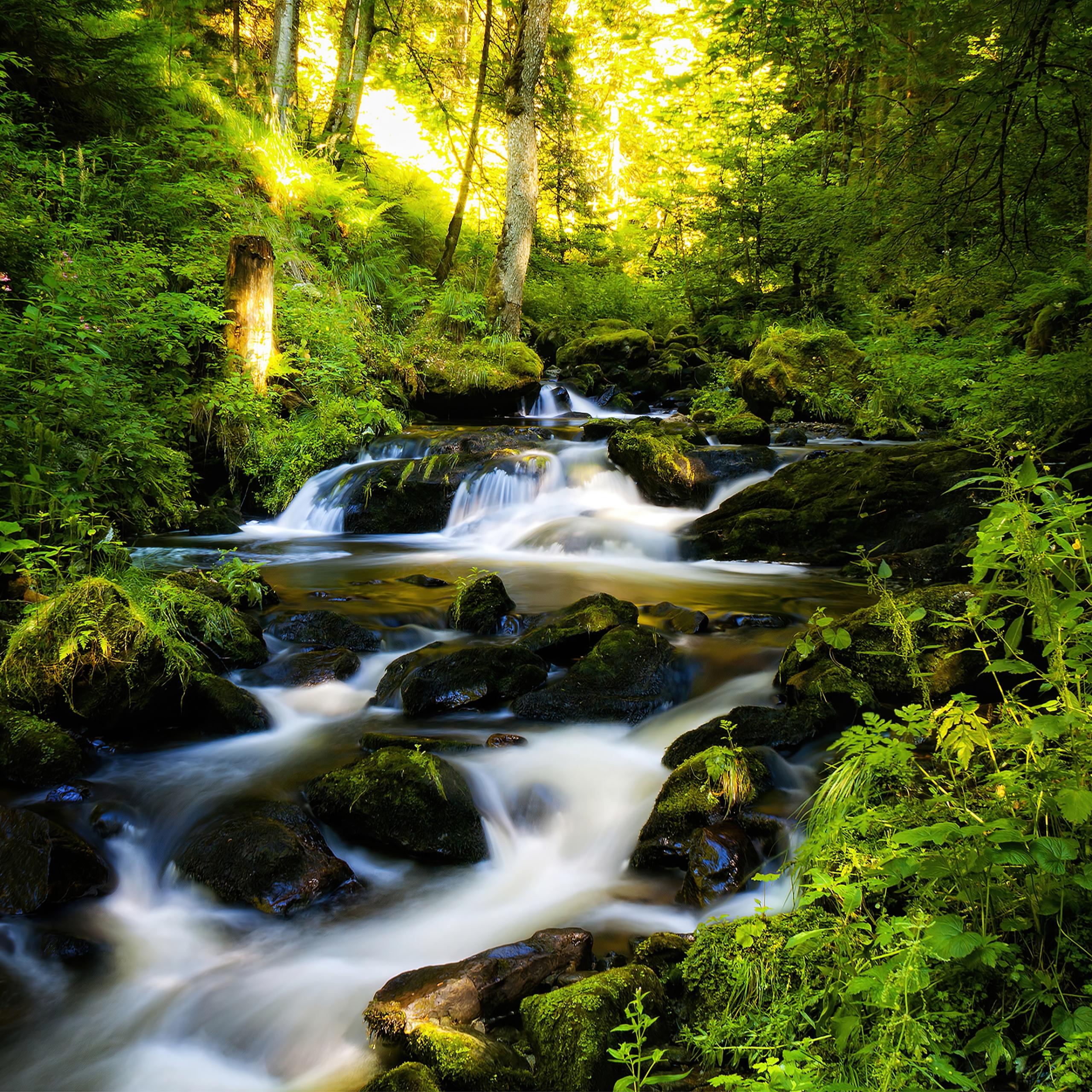 2560x2560 Black Forest Wallpaper 4K, Tropical forest, Waterfall, Long exposure, Nature