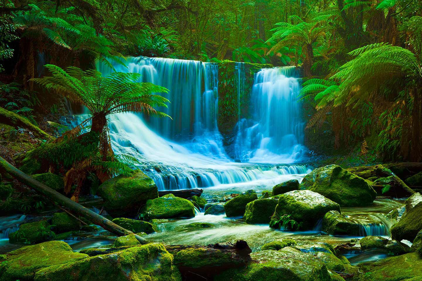 1440x960 Free download Daintree Rainforest Wallpaper [1440x960] for your Desktop, Mobile & Tablet. Explore Rainforest Background. Forest Picture Wallpaper, Amazon Wallpaper